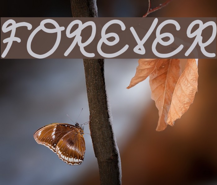 Forever Font examples