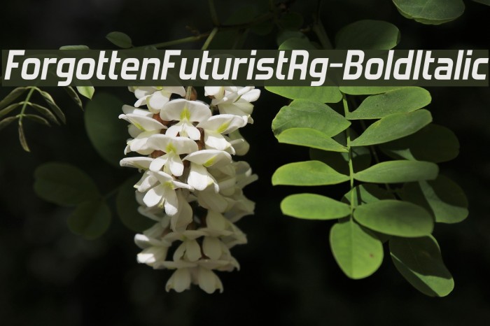 ForgottenFuturistRg-BoldItalic Font examples