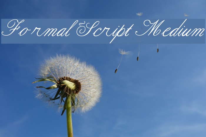Formal Script Medium Font examples