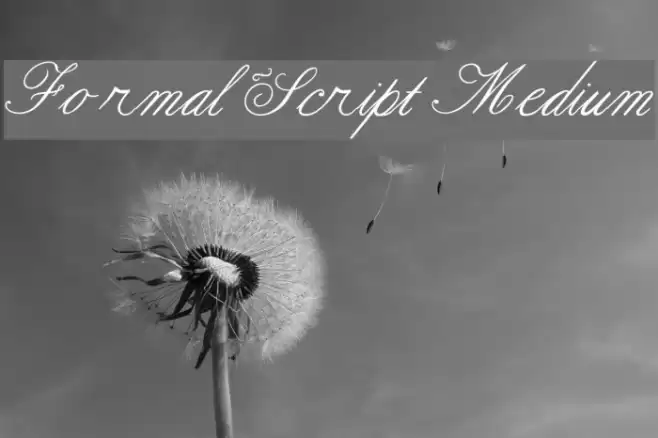 Formal Script Medium Font examples