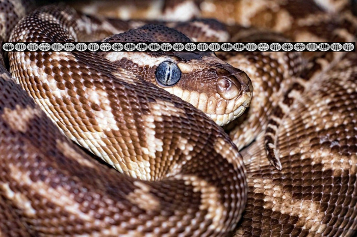 Formogram Ellipse Hollow Regular Example 1