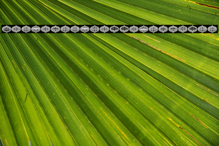 Formogram Hollow Regular Example 2