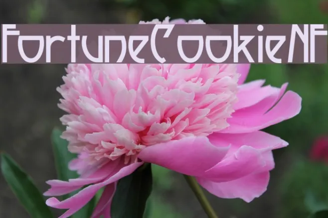 Fortune Cookie NF Example 1