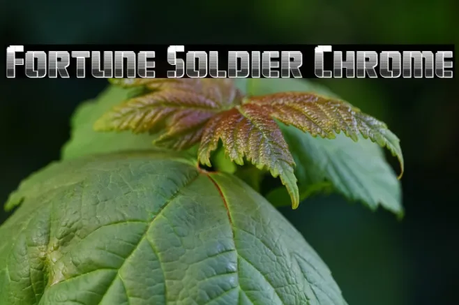 Fortune Soldier Chrome Example 3