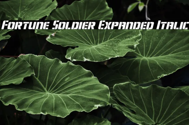 Fortune Soldier Expanded Italic Example 2