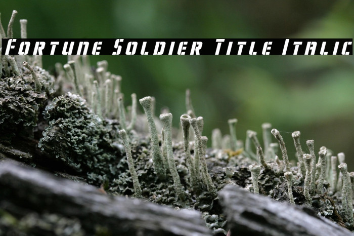 Fortune Soldier Title Italic Example 1