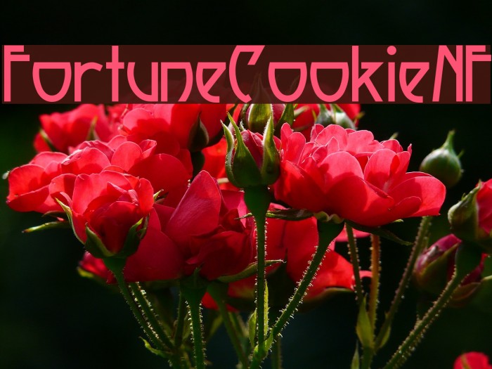 FortuneCookieNF Font examples