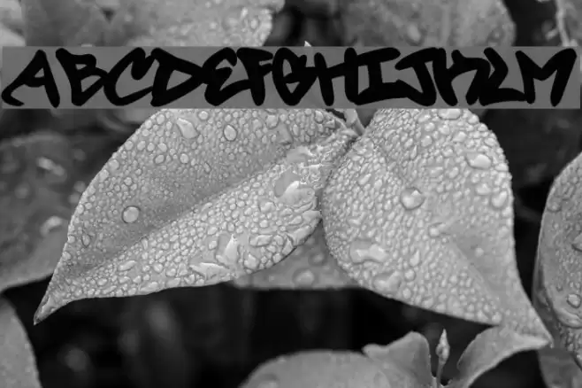 Forty Script Font examples