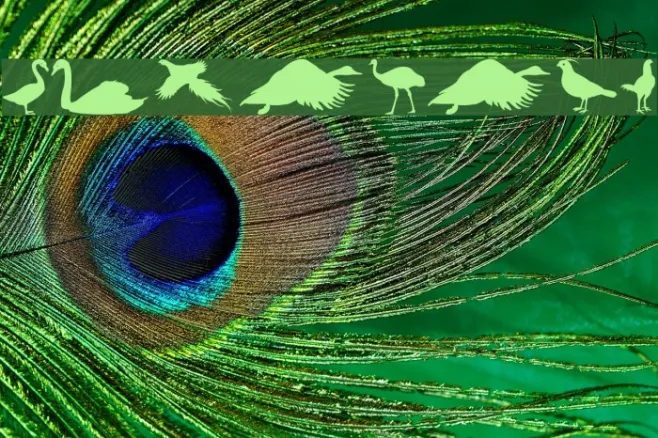 FowlPlay Example 3