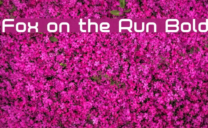 Fox on the Run Bold Font examples