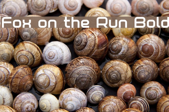 Fox on the Run Bold Font examples