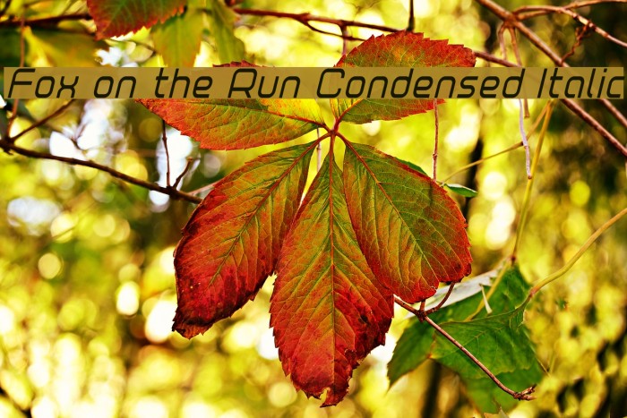 Fox on the Run Condensed Italic Example 1