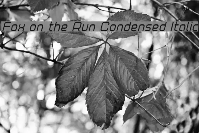 Fox on the Run Condensed Italic Font examples