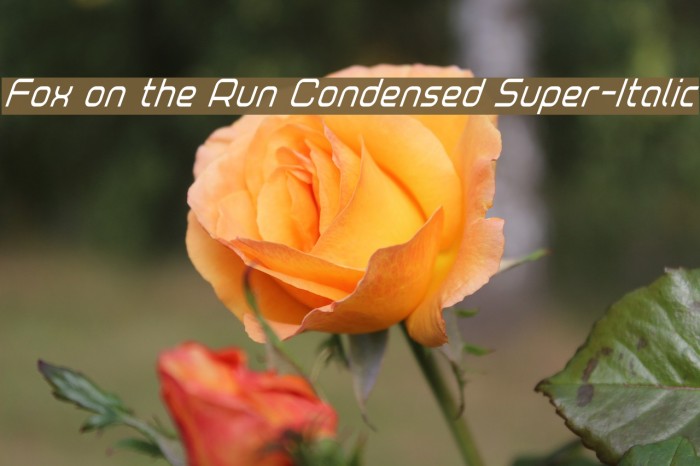 Fox on the Run Condensed Super-Italic Example 3