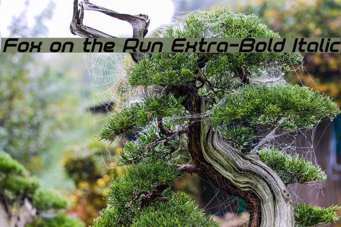 Fox on the Run Extra-Bold Italic Font examples