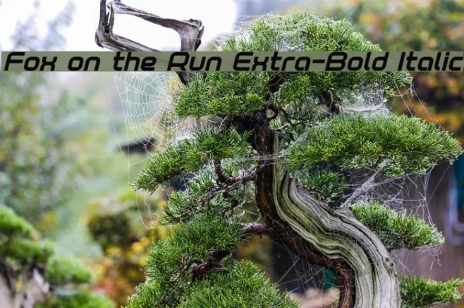 Fox on the Run Extra-Bold Italic Example 2