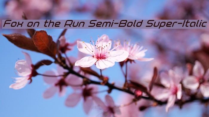 Fox on the Run Semi-Bold Super-Italic Example 1