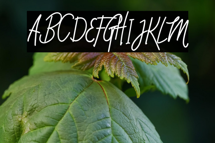 Foxtail Regular Example 1