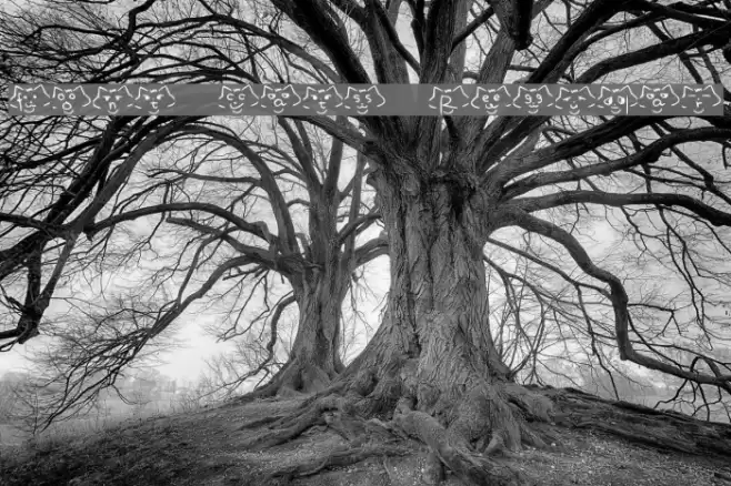 font cats Regular Font examples