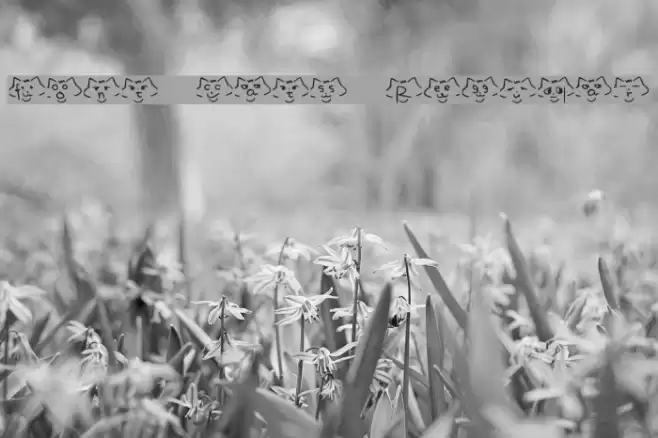 font cats Regular Font examples