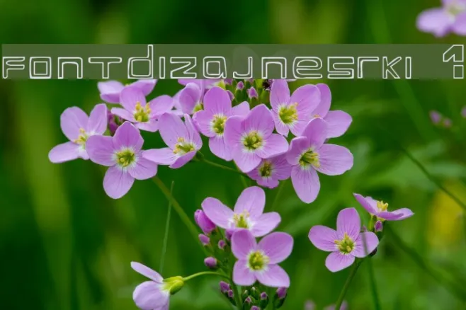 fontdizajnesrki 1 Example 1
