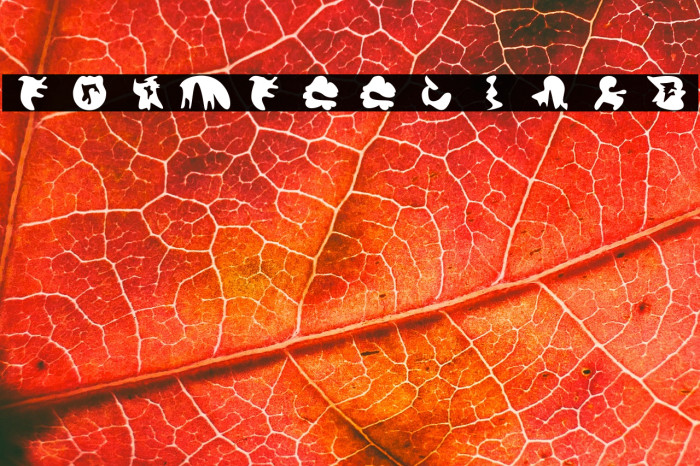 formfeelings Example 1