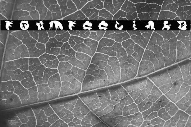 formfeelings Fuentes examples