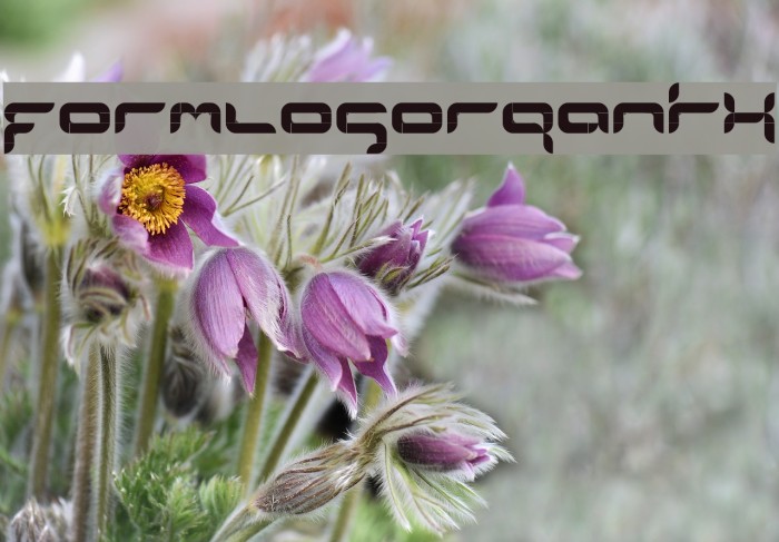 formlosOrganik Font examples
