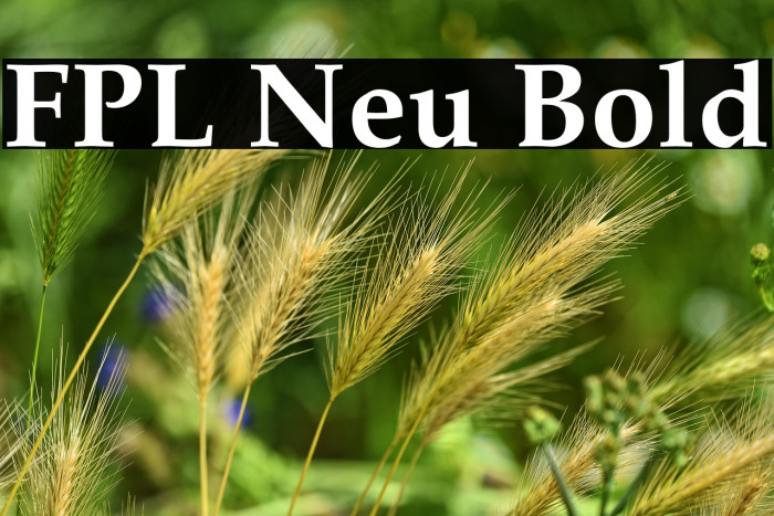 FPL Neu Bold Example 3