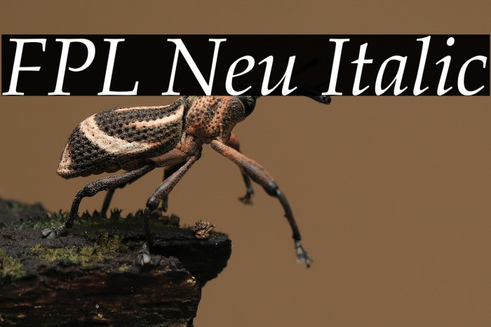 FPL Neu Italic Example 3