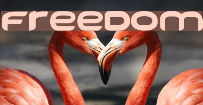 FREEDOM Example 1
