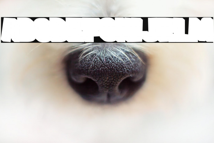 FROS BOLD Shadow Example 3