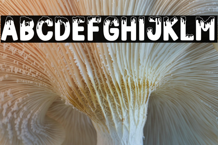 FROZENLAND Regular Example 1