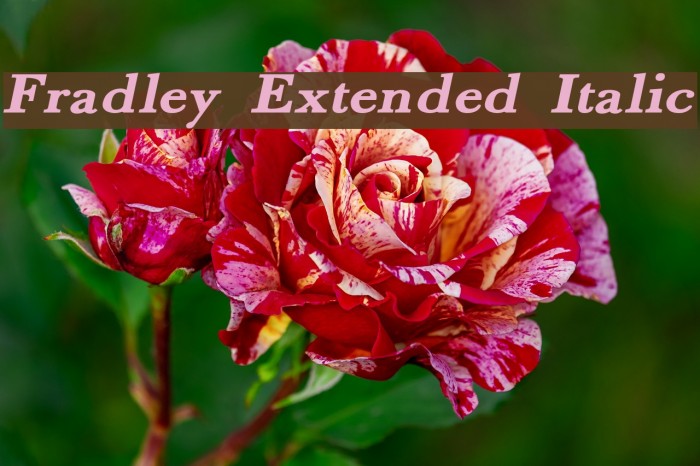 Fradley Extended Italic Example 2