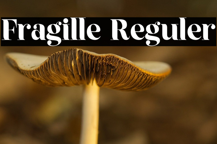 Fragille Reguler Example 2