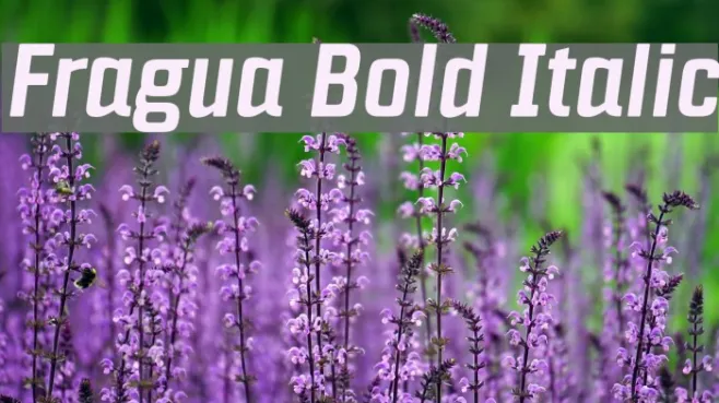 Fragua Bold Italic Example 1
