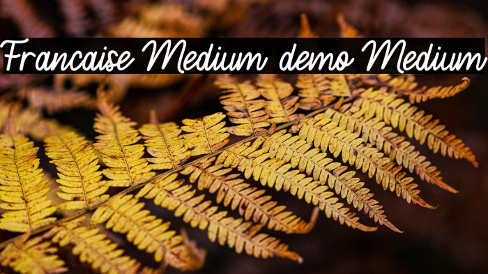 Francaise Medium demo Medium Example 3
