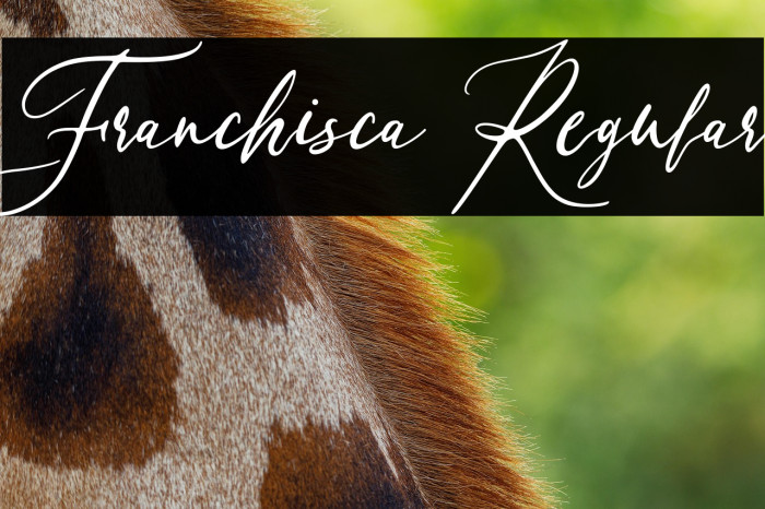 Franchisca Regular Example 2