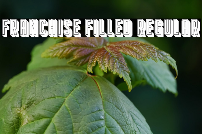 Franchise Filled Regular Example 3