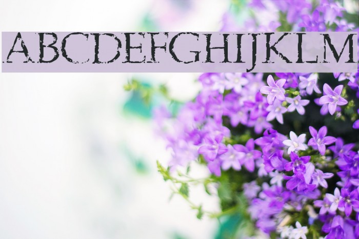 Frank Black Font examples