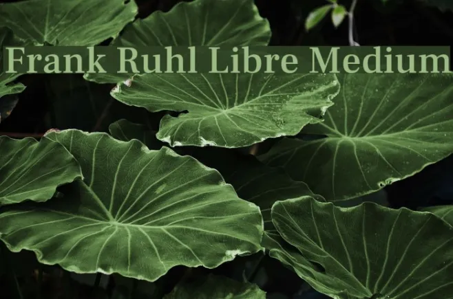 Frank Ruhl Libre Medium Example 2