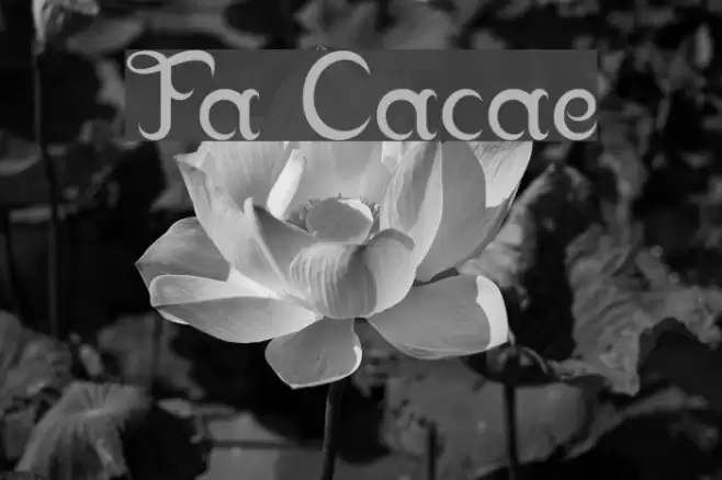 Franklin Cascaes Font examples