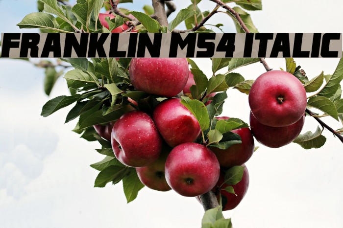 Franklin M54 Italic Font examples