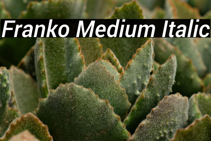 Franko Medium Italic Example 1