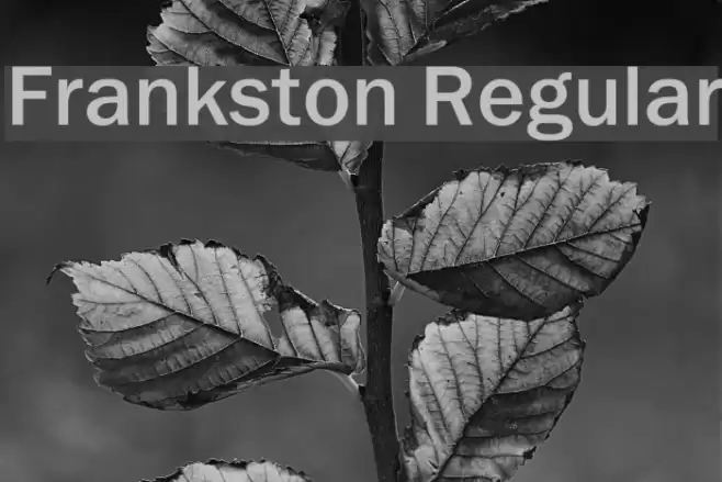 Frankston Regular Font examples