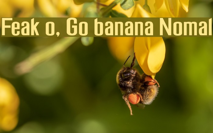 Freak out, Go bananas Normal Schriftart examples