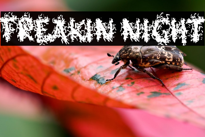 Freakin Night Example 3