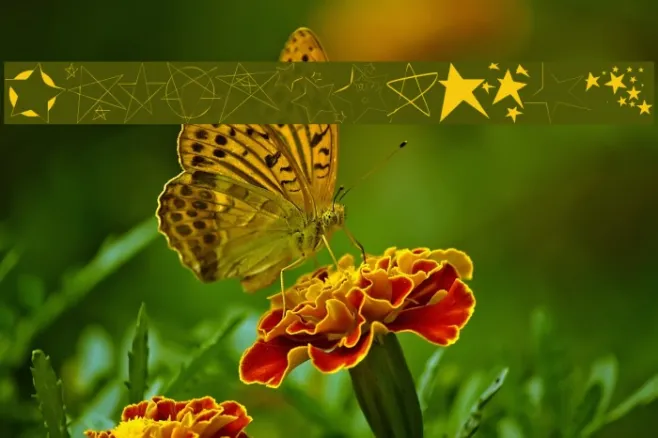 Freaking Stars Example 1