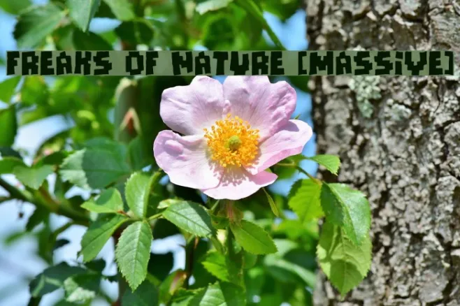Freaks of Nature [massive] Example 1