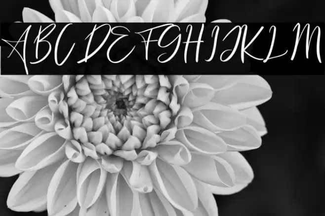 Freaks Polices examples